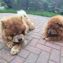 Load image into Gallery viewer, Two Chow Chows lying on a brick patio with a garden background
