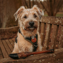 Load image into Gallery viewer, Dog sitting on a wooden bench with a deer leg in front of it, outdoors.
