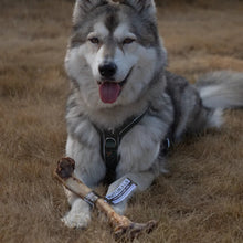 Load image into Gallery viewer, A gray and white husky dog lying in dry grass outdoors, wearing a black harness and holding a bone with a product tag attached.
