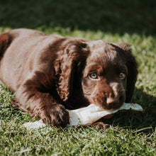 Load image into Gallery viewer, Brown dog lying on grass with a bone toy in its mouth
