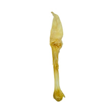 Load image into Gallery viewer, Anco Puffed Rabbit Ear on a white background
