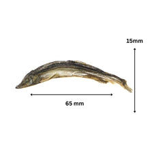 Load image into Gallery viewer, A dried fish specimen shown on a white background with measurement arrows and labels indicating 65 mm length and 15 mm height.
