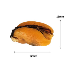 Load image into Gallery viewer, A dried orange-brown nut or seed shown on a white background with black dimension arrows and labels indicating 22mm width, 15mm height, and a small 6mm depth.
