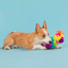 Load image into Gallery viewer, A corgi dog lies on a light blue studio background, chewing on a bright rainbow plush toy with pom-pom details.
