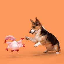 Load image into Gallery viewer, A Corgi dog jumps to catch a pink plush bat toy against a solid orange background.
