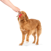 Load image into Gallery viewer, Dog with a red toy in its mouth interacting with a person's hand on a white background
