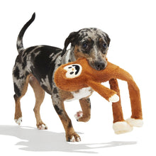 Load image into Gallery viewer, A black, white, and tan spotted dog running on a white background while carrying an orange plush monkey toy in its mouth.
