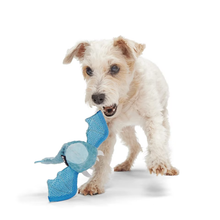 Load image into Gallery viewer, Dog playing with a blue toy on a white background
