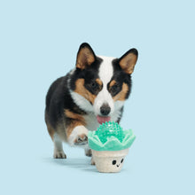 Load image into Gallery viewer, Dog playing with a green plush toy shaped like a cactus on a light blue background
