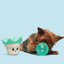 Load image into Gallery viewer, Dog playing with a green toy on a light blue background

