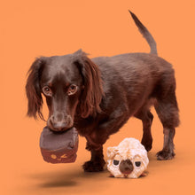 Load image into Gallery viewer, Dog holding a toy with a pumpkin design on an orange background
