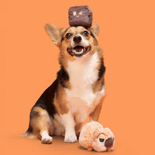 Load image into Gallery viewer, Dog with a toy on its head and another toy at its feet against an orange background
