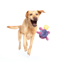 Load image into Gallery viewer, Dog jumping with a colorful toy on a white background
