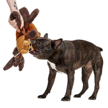 Load image into Gallery viewer, Dog playing with a plush toy shaped like a bear on a white background
