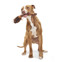 Load image into Gallery viewer, Dog playing with a plush toy on a white background
