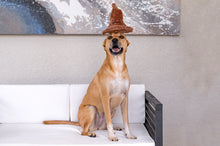 Load image into Gallery viewer, Dog wearing a brown cone hat sitting on a white couch with a painting in the background

