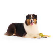 Load image into Gallery viewer, Dog with a green ball and yellow rope toy on a white background
