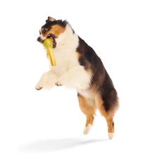 Load image into Gallery viewer, Dog playing with a yellow toy on a white background
