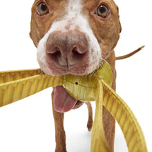 Load image into Gallery viewer, Dog holding a yellow toy with a white background
