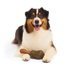 Dog with a wooden chew toy on a transparent background