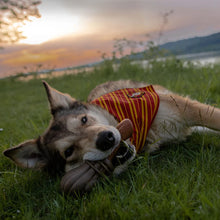 Load image into Gallery viewer, Dog lying on grass with a sunset in the background
