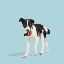 Load image into Gallery viewer, Black and white dog holding a red toy against a light blue background
