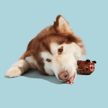 Load image into Gallery viewer, Dog playing with a toy on a light blue background
