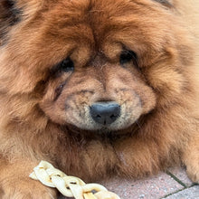 Load image into Gallery viewer, Close-up of a brown dog's face with a bone toy on a pavement background
