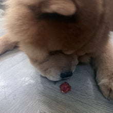 Load image into Gallery viewer, A fluffy light brown dog lying on a gray wood-look floor, reaching toward a small red piece of meat.
