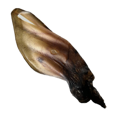 Brown and black Cow Ear on a white background