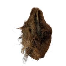 Load image into Gallery viewer, Brown  Cow Ear with Hair on a white background
