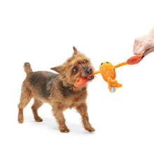 Load image into Gallery viewer, Dog playing with a toy held by a hand on a white background
