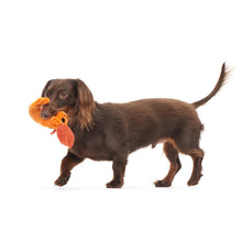Load image into Gallery viewer, Brown dog holding a toy in its mouth on a white background
