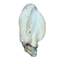 Load image into Gallery viewer, WhiteHoney White Cow Ear on a white background
