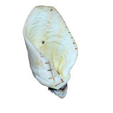 Load image into Gallery viewer, Honey White Cow Ear
