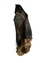 Load image into Gallery viewer, Hairy Buffalo Ear
