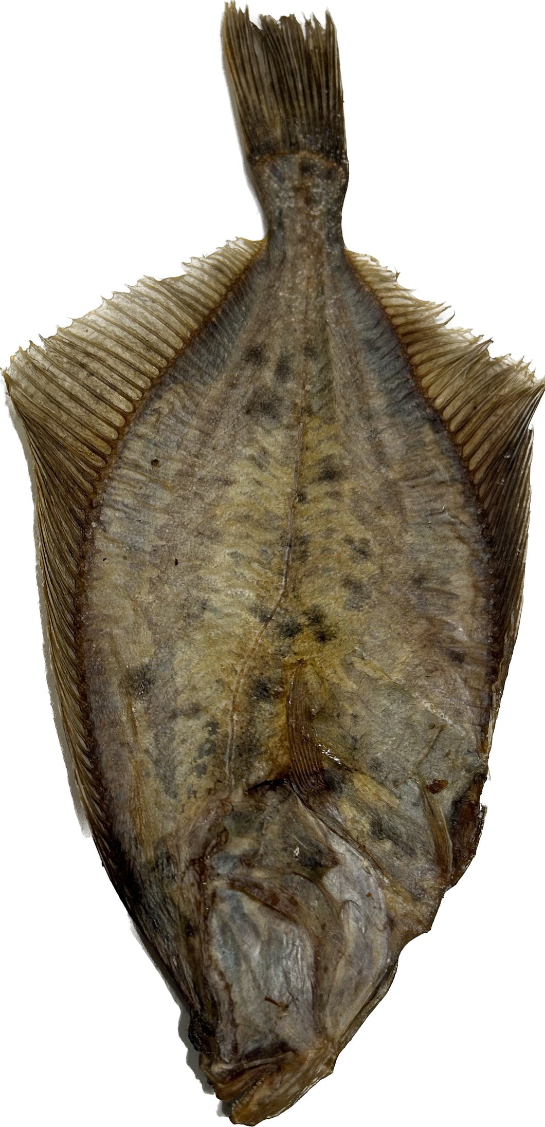 Dried Flounder Fish