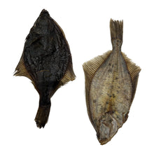 Load image into Gallery viewer, Dried Flounder Fish

