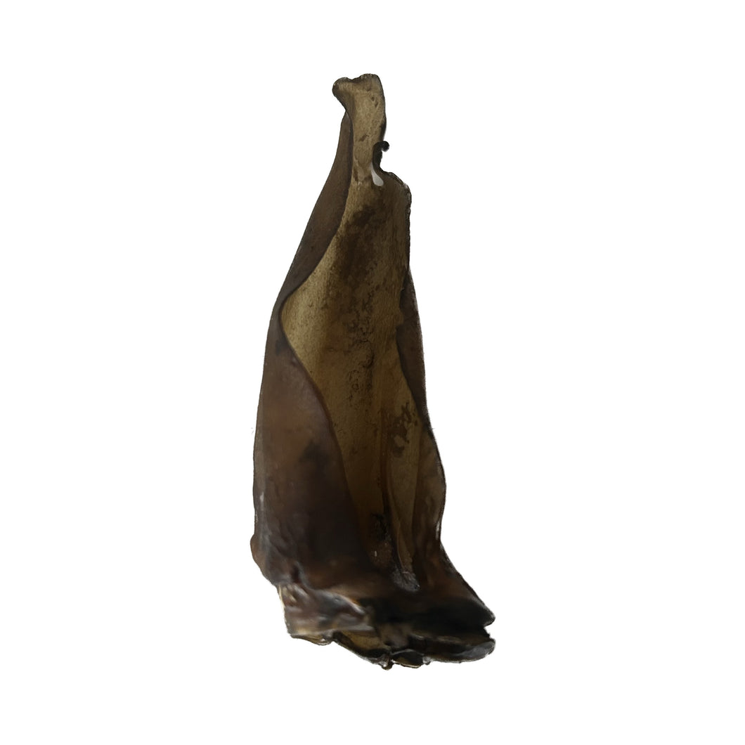 Roe Deer Ear