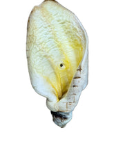 Load image into Gallery viewer, Honey White Cow Ear
