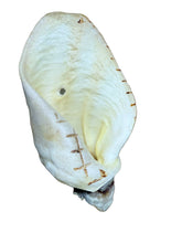 Load image into Gallery viewer, Honey White Cow Ear
