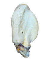 Load image into Gallery viewer, Honey White Cow Ear
