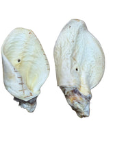 Load image into Gallery viewer, Honey White Cow Ear
