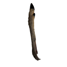 Load image into Gallery viewer, Anco Naturals Hairy Roe Deer Leg
