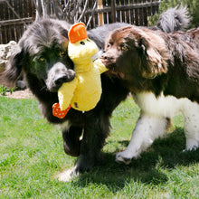 Load image into Gallery viewer, Two dogs playing with a yellow duck toy outdoors on grass.
