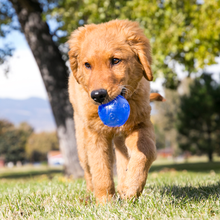Load image into Gallery viewer, Dog running with a blue ball in a park
