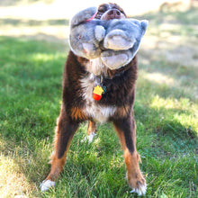 Load image into Gallery viewer, Dog holding a stuffed animal toy in its mouth on a grassy field
