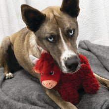 Load image into Gallery viewer, Dog lying on a gray surface with a red plush toy in its mouth
