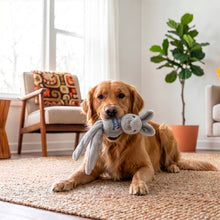 Load image into Gallery viewer, A golden retriever lies on a woven rug in a bright living room, holding a gray plush bunny toy in its mouth.
