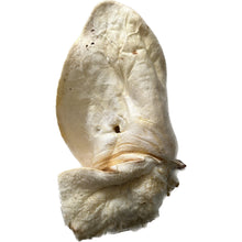 Load image into Gallery viewer, Large White Cow Ear

